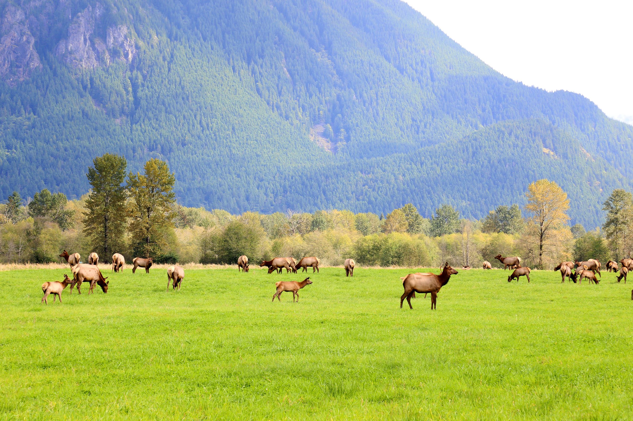 This is a photo of an elk herd in a field with mountains.