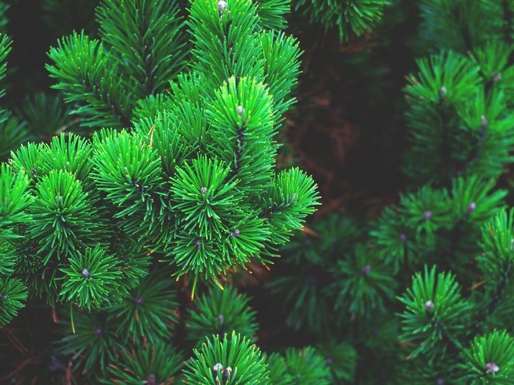 Plain evergreen 243945