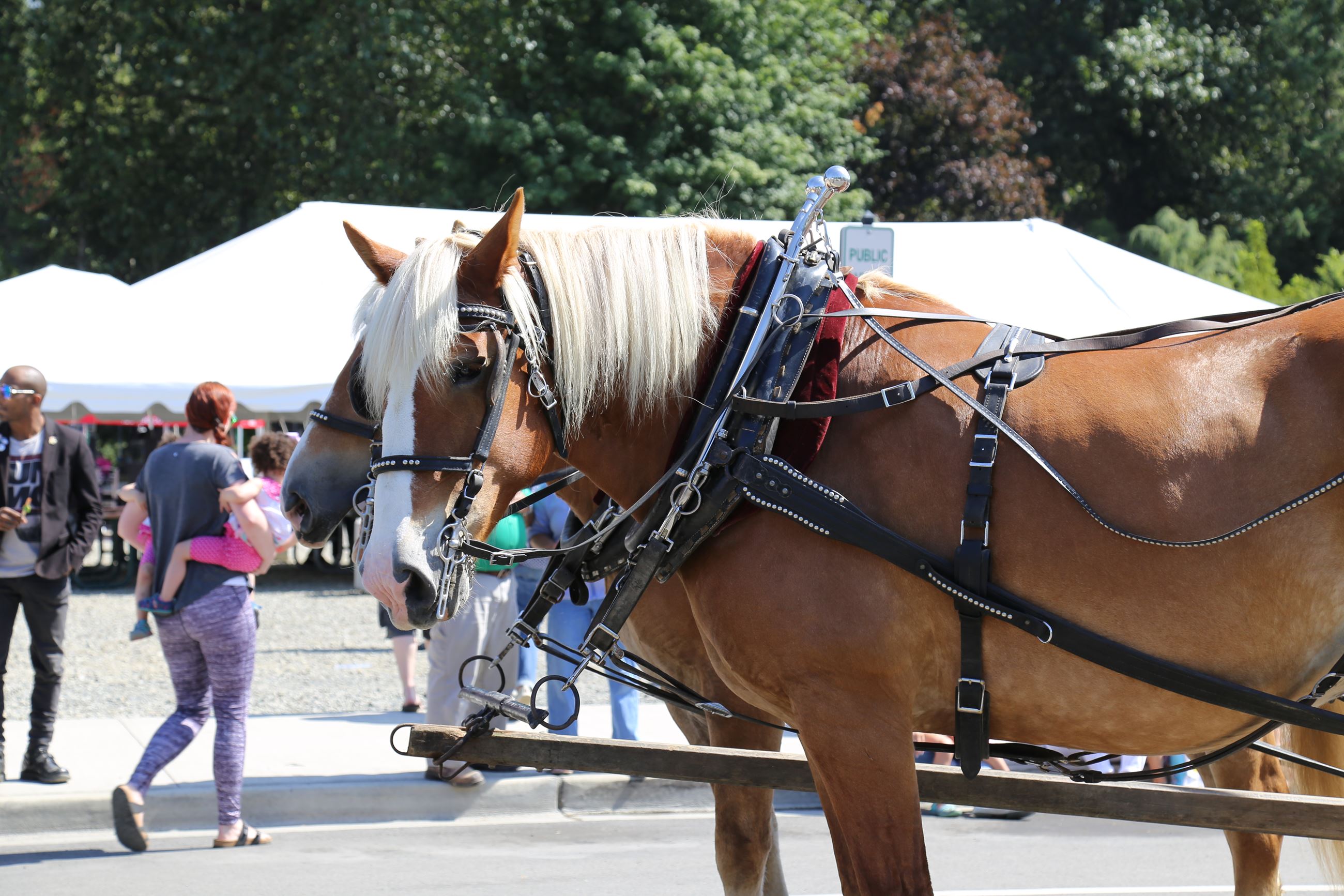 Horses from the Carmichaels Float