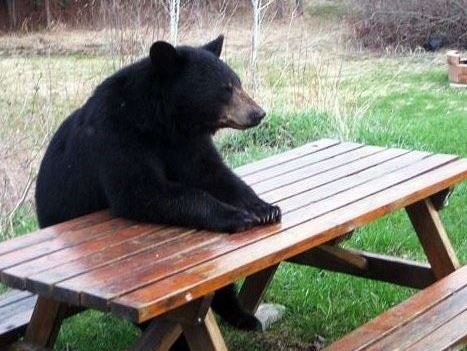 Bear at the table