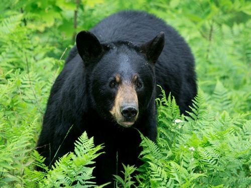 This is a photo of a bear in a field.