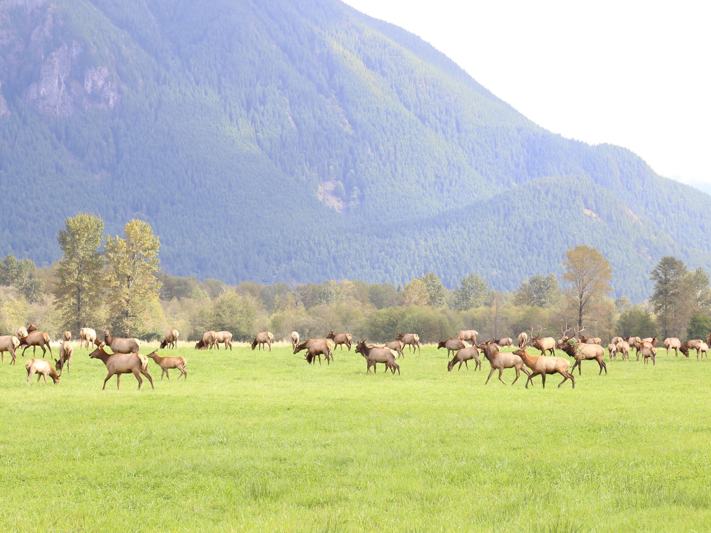 Elk at Meadowbrook Farm