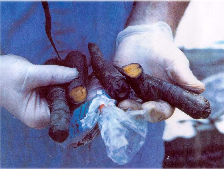 Carrots from a landfill (JPG)